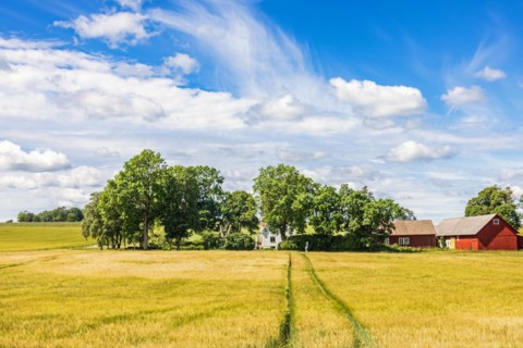 Country farm in a grove of trees by a cornfield in Sweden