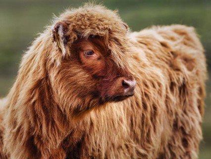 Scottish Highland Cattle