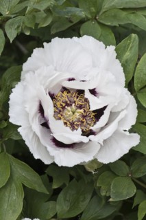 Bush peony