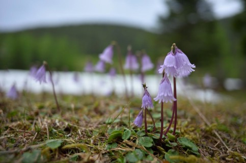 Alpine snowbell