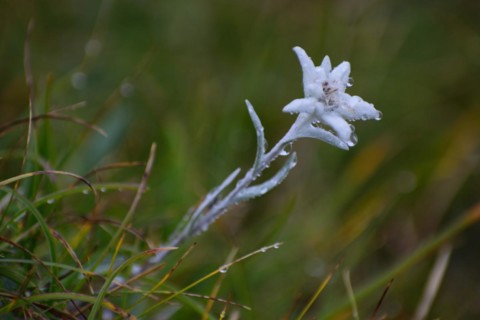 Alpine edelweiss