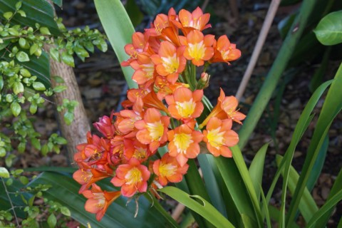 Natal lily