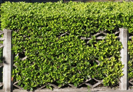 Hedgerow and fence