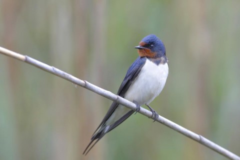 Barn swallow