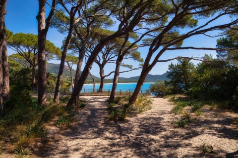 Beach and pine trees