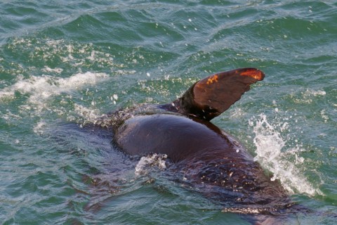 Sea lion spinning playfully in the water