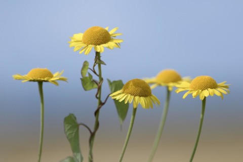 Golden marguerite