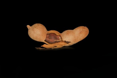Broken open tamarind