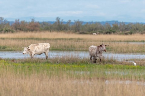Grazing cows in a swamp in the Rhone delta. Saintes Maries de la Mer