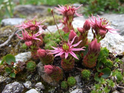 Flowering mini mountain houseleek