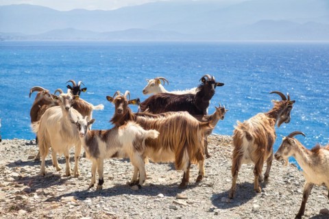 Corsican goats at Cap Corse