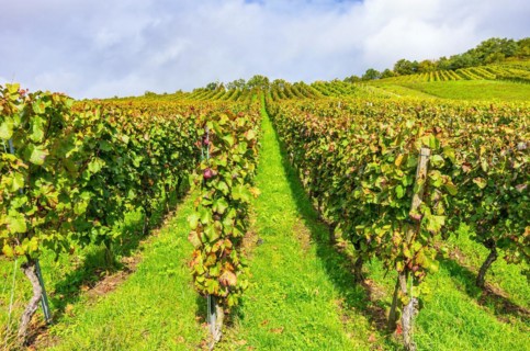 Vineyard in autumn