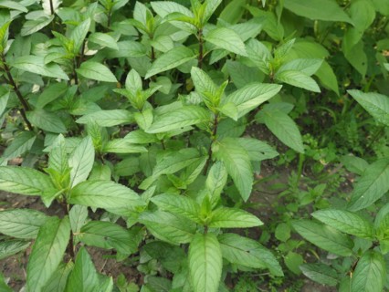 Peppermint