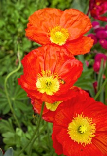 Iceland poppy