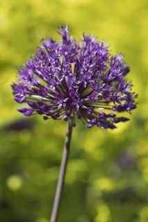 Ornamental leek