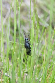 Oil beetle