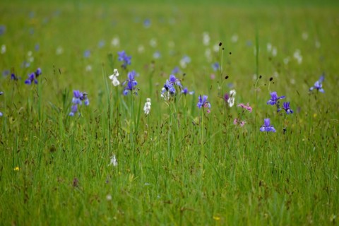 Meadow with Siberian iris