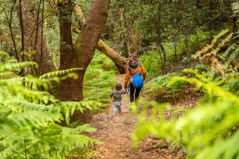Trekking through Las Creces on the trail in the moss tree forest of Garajonay National Park