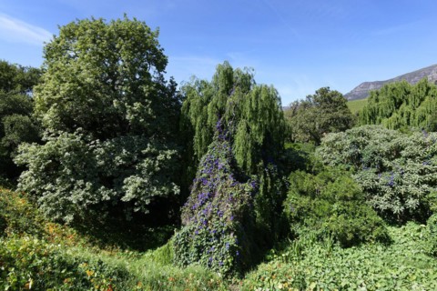 Groot Constantia Wine Estate Park