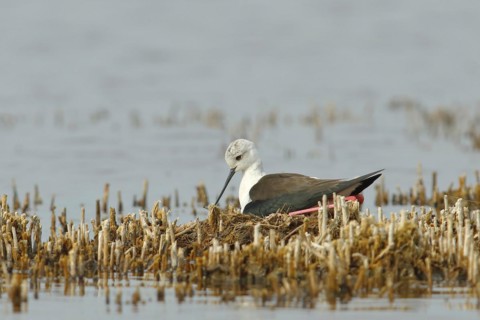 Black-winged Stilt