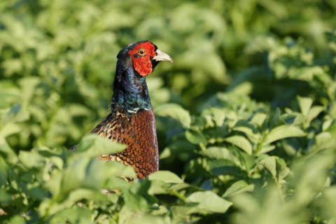 Pheasant