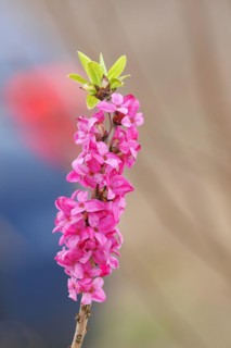 Daphne