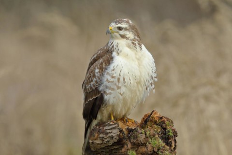 Common steppe buzzard
