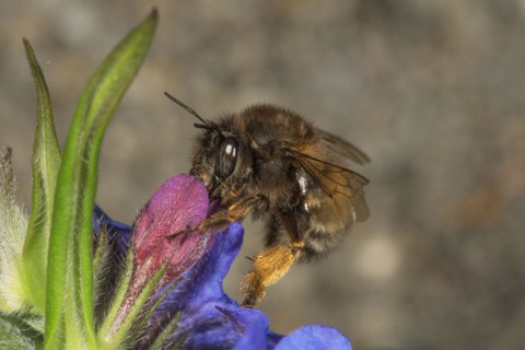 Hairy-footed flower bee