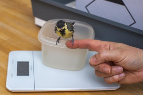 Young great tit weighs 15 grams