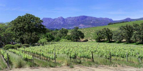 Vineyard