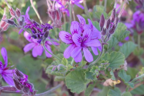 Pelargonium botulinum