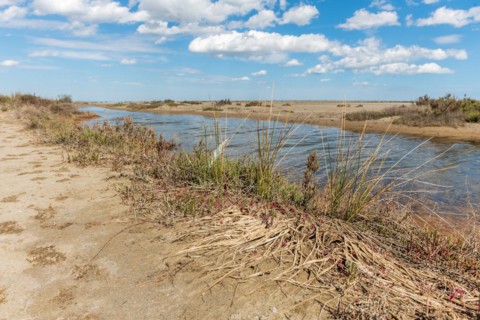 Typical landscape in a lagoon of the Rhone delta in the Camargue. Saintes Maries de la Mer