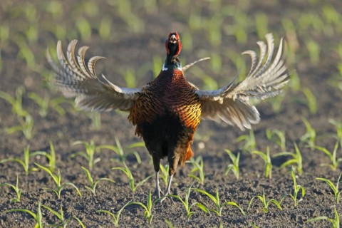 Pheasant