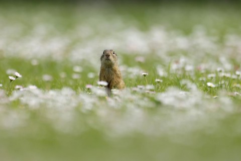 Gopher