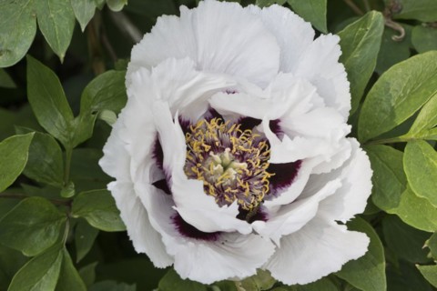 Bush peony