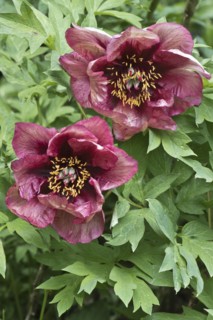 Bush peony