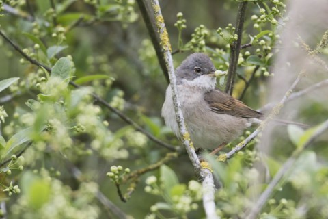 Common whitethroat