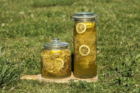 Jars with elderberry blossoms in sugar syrup for the production of elderberry blossom syrup