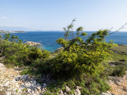 Sparse vegetation on the coast