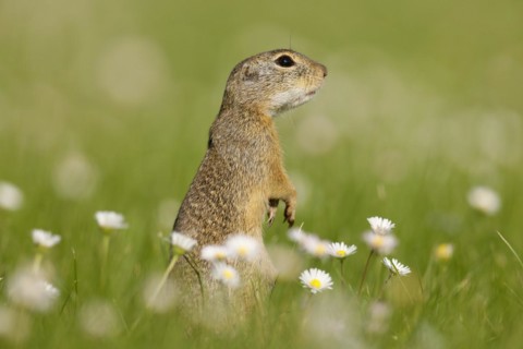 Gopher