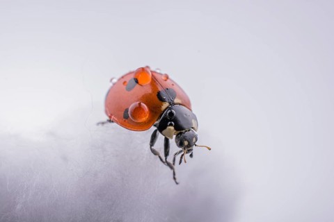 Beautiful photo of red ladybug walking on a cotton