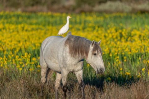 Camargue horse and cattle
