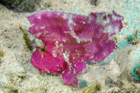Lateral view View from the side of wobble fish Leaf fish