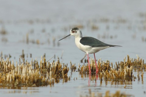Black-winged Stilt