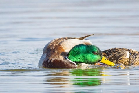 Mallard