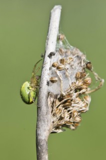 Pumpkin spider