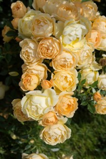 Blooming beautiful bunch of roses in spring garden