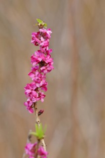 Daphne