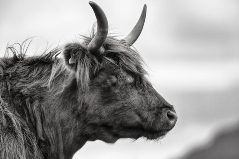 Scottish Highland Cattle