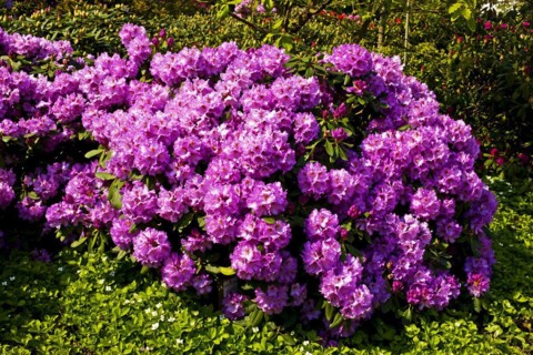 Azaleas